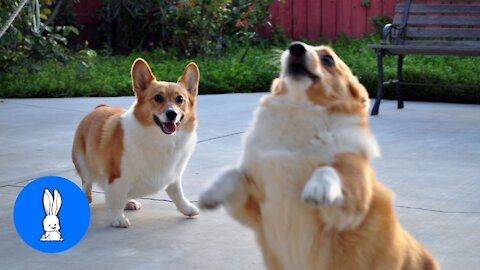 Charming Corgis Are The Best - So Cute & Lovable.