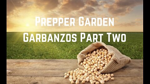 Prepper Garden: Grow Garbanzos Part Two