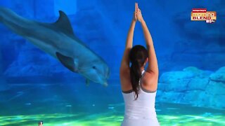 Clearwater Marine Aquarium | Morning Blend