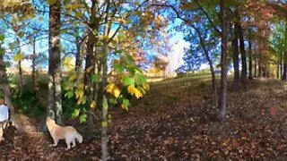 Fall Colors 🍁 Walk N Talk 360° 🥽