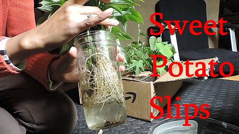 Propagating sweet potato