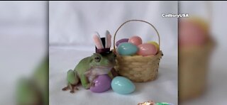 Australian White's tree frog becomes next Cadbury Bunny