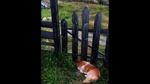 He want to go out of fencing | #Shorts #Animals #Dog