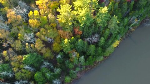 4K Drone Cinematic Fall Trees