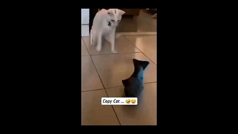 Dancing funny Cat 😅😅 can't stop laughing 😂😂😂