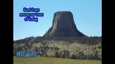 Petrified, Giant, Tree Stumps