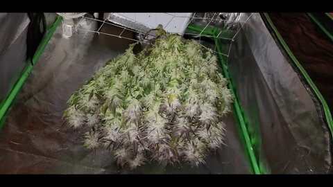 Seven Leaf Genetics "Leroy" Bx75 - BroGro Episode 12 Day 70 "The No-no Grow here you go!" 🤘👊👍💨🔨