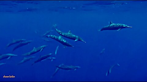 Blue babbles and bubbles and poop with Dolphins.