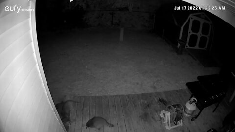 Raccoon Family Video.