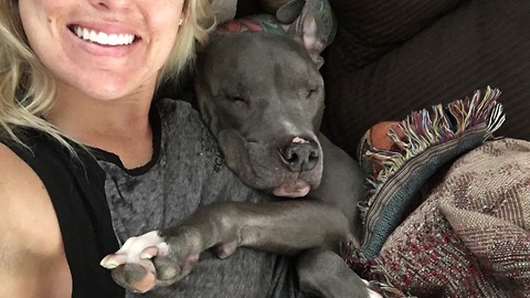 Lazy Pitbull