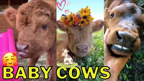 Cute Baby Cows Compilation - Adorable Calfs That Will Fill You With Joy