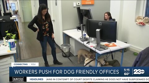 American workers pushing for pet friendly offices