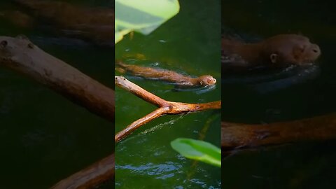 Otter #fact #norfolkbroads