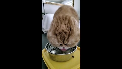 Cat drinking water slow-mo #cat #slowmotion #scottishfold #shorts #short