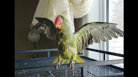 Baby Parrot Loves His First Shower