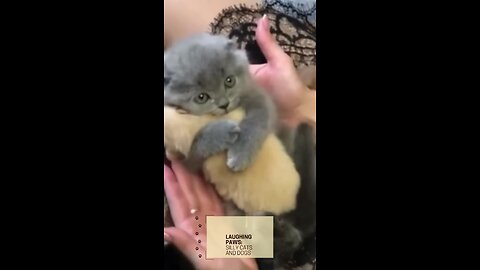 Adorable Kitten Embraces Playful Puppy #Shorts #Pets #Feline #Canine