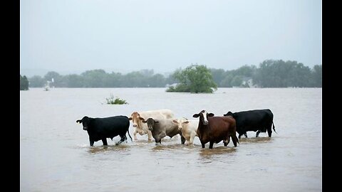 18,000 Cattle Killed By Explosion At West Texas Dairy Farm, Largest In History😱