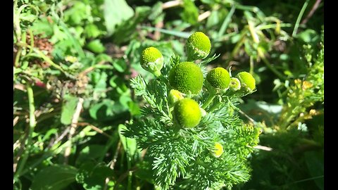 Health Benefits of Pineapple Weed