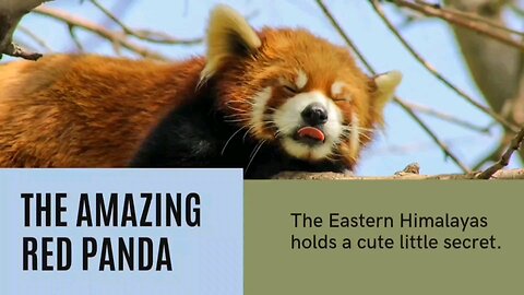 The Amazing Red Panda