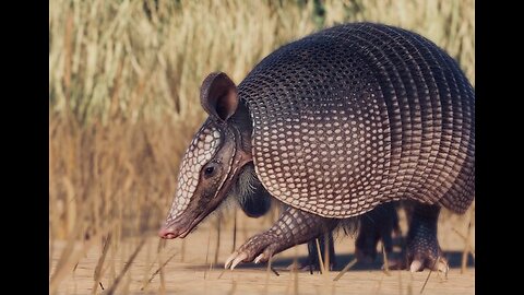 5 Fun Facts About The Nine-Banded Armadillo