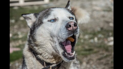 Essayer De Ne Pas Rire Drôles de Chiens