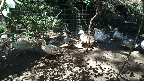 Geese just standing around 17th September 2021