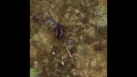 #Videos #Bear 🐻 #Forest #Trees #Rivers