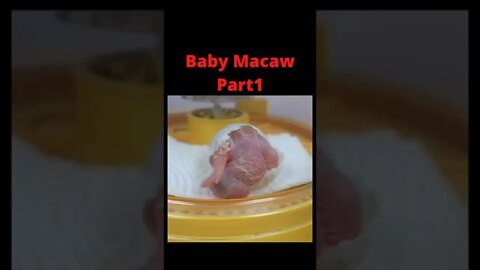 Baby Macaw hatching Part1