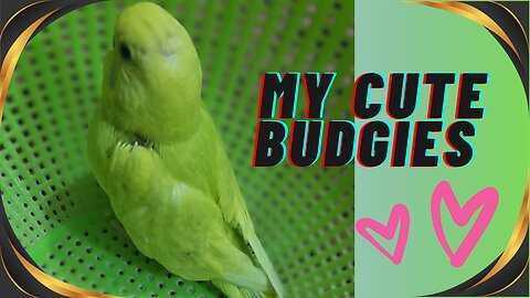 My Budgies 🕊 having fun time with me.