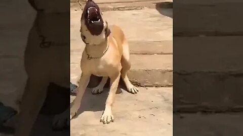 Boerboel dog barking loud #boerboel #dog #trending #doglover #shorts #dogbarking