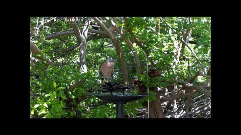 Coopers Hawk