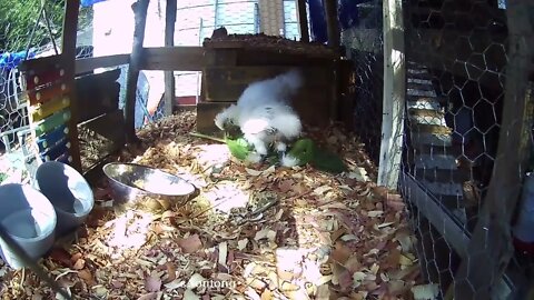 Silkie chicks eating more Curly Dock