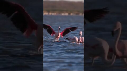 Why are Flamingos Pink?🤔 #shorts #travel #safari