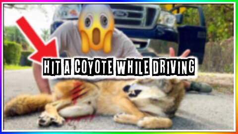 I HIT A COYOTE WHILE DRIVING! (INSANE)