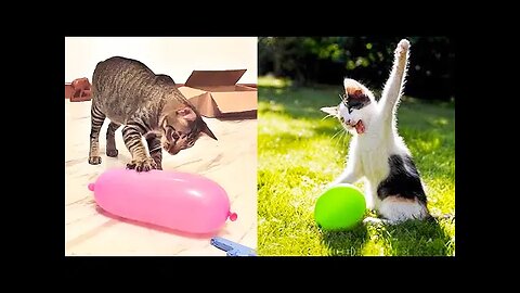 Best Funny Animal Videos Of The 2023 🤣 - Funniest Cats And Dogs Videos 😺😍😂🐶 Funny cat & dog videos 😍