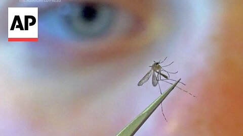 Epidemiologists weigh in on a rare but deadly mosquito virus infection that has Massachusetts towns