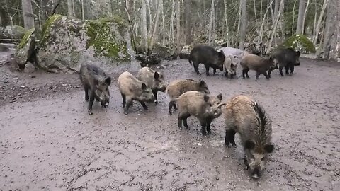 My WILD PIGS are SO HUNGRY and IMPATIENT