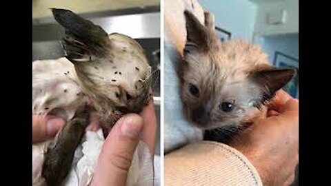 After A Couple Rescued This Lost Kitten, They Were Stunned When Its Fur Started To Change Color