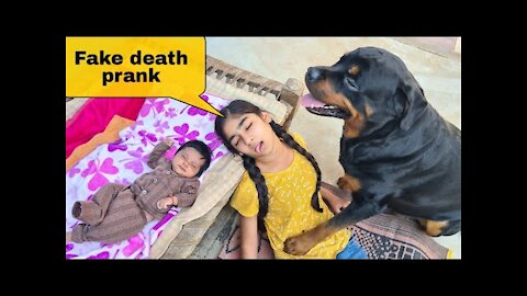 fake death prank with my Dog! gone emotional