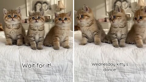 📹 Wednesday kitten’s dance! Wait for it! →👤