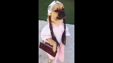 Na na na goriya chura na mera jiya #viral #funny #cute #fun #funnyanimals #funnyvideos #youtubeshort