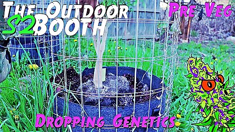 The Outdoor Booth Season 2 | Pre Veg | Dropping Genetics Literally | Using Living Soil (Rumble Exclusive)