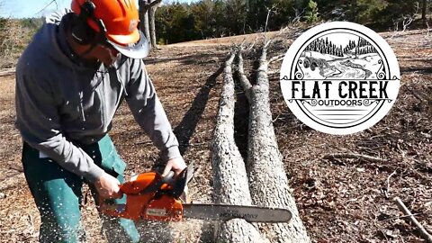 Multi-Stem Oak Adds To The Firewood Inventory