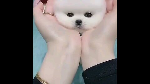 so_cute_smallest__puppy_funniest_🤣🤣🤣😍