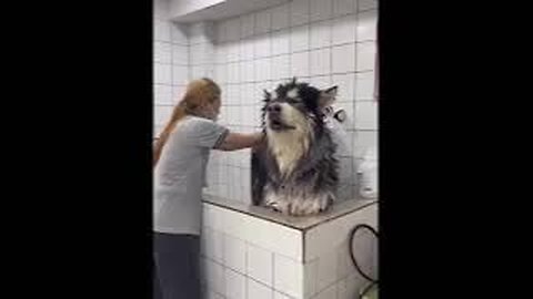 Top funny animal clips,most funny animal videos,funny dogs,funny cats,funny animals,