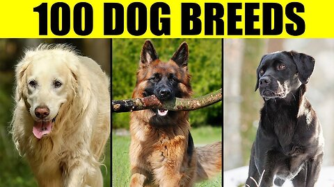 Training different Dog breed