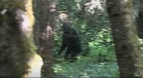 Camper Sees Bigfoot at White Rock in Michaux State forest, PA