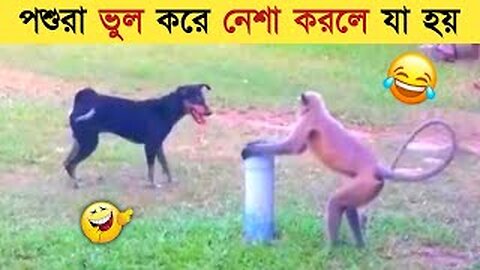 animal funy video