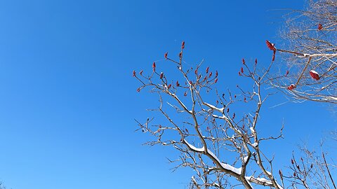 Spring Hike in Winter Wonderland | East Don Trail 3/5