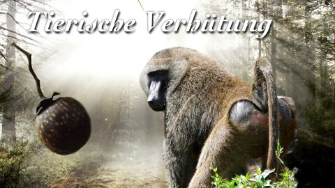 Tierische Verhütung